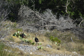 Two Turkeys running in the wild