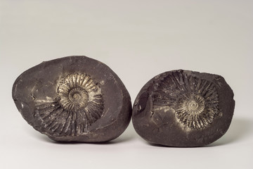 Stone Ammonite or Shalagram-sewed with fossil shells. © Valery Smirnov