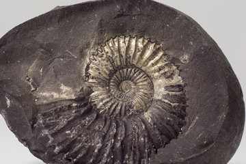 Stone Ammonite or Shalagram-sewed with fossil shells.