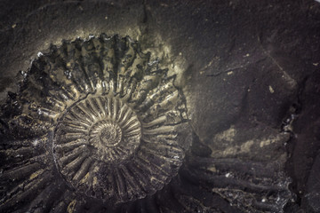 Stone Ammonite or Shalagram-sewed with fossil shells.
