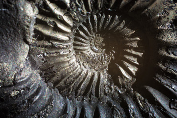 Stone Ammonite or Shalagram-sewed with fossil shells.