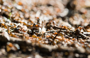 Forest anthill and working ants