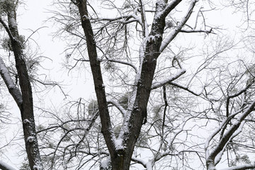 Giboulée de première neige sur arbres au bord de Loire 41220