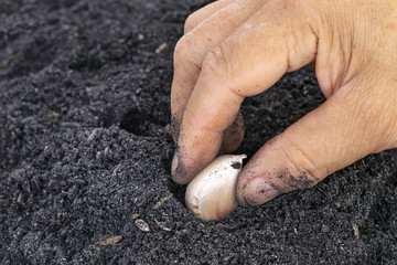 Old age woman hand planting seed garlic in potting soils