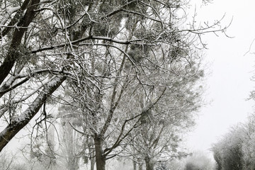 Giboulée de première neige sur arbres au bord de Loire 41220