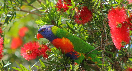 Rainbow Lorikeet