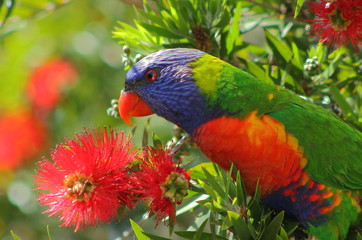 Rainbow Lorikeet