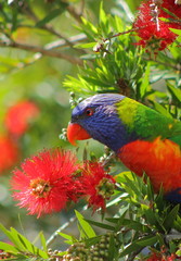 Rainbow Lorikeet