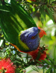 Rainbow Lorikeet
