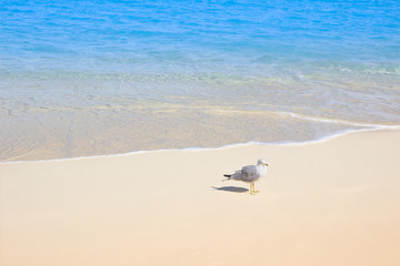 Fototapeta na wymiar Caribbean turquoise water and white sand