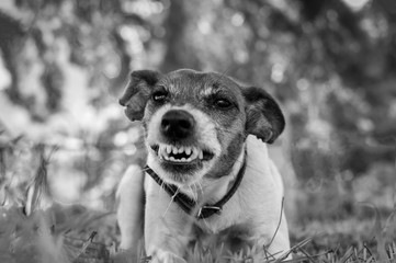 Pedigree dog fox terrier is angry, danger, black and white photo