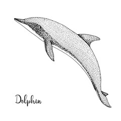 Hand drawn dolphin. Vector illustration in sketch style