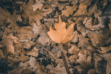 Autumn yellow leaves in the forest