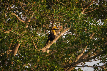 Hornbill of Khao Yai National Park