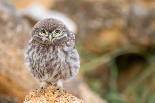 Young Little owl (Athene noctua) sitting on a stone