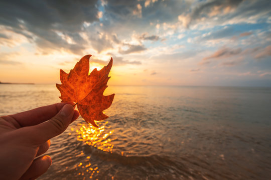 Autumn leaf and sunrise over the sea