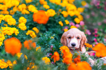 Happy little cocker spaniel puppy sitting outdoors in a flower garden