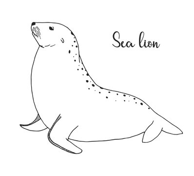 Hand drawn sea lion. Vector illustration in sketch style