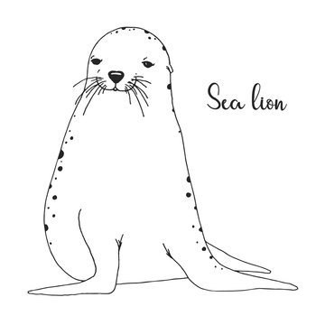 Hand Drawn Sea Lion. Vector Illustration In Sketch Style