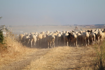 Fototapeta na wymiar sheep who walk in search of food