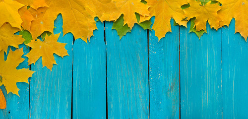 Naklejka na ściany i meble background of autumn colored leaves, panoramic banner