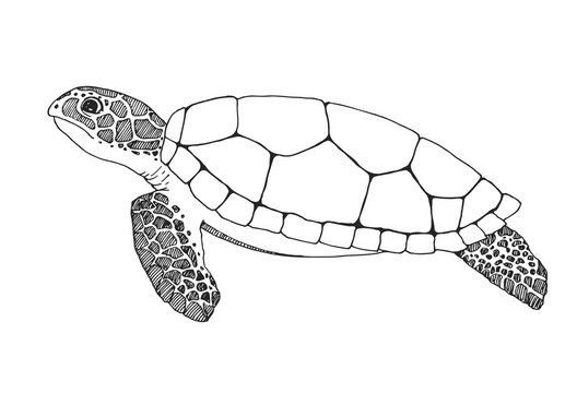 Sketch sea turtle isolated on white background. Vector illustration