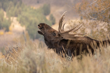 Bull Shiras Moose in the Fall Rut