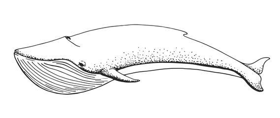 Fototapeta premium Sketch of a whale isolated on white background. Vector illustrat