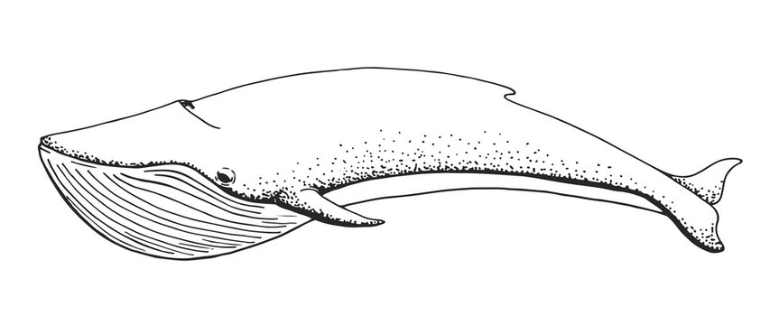 Sketch of a whale isolated on white background. Vector illustrat