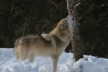 howling  wolf