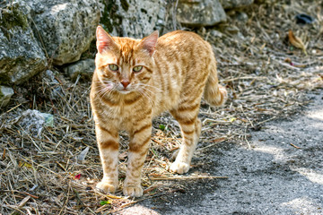 Street red cat outside on pavement. Village background. 