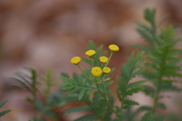 tansy