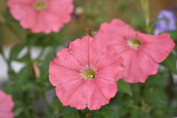 pink petunia