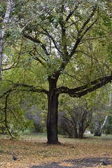 Fototapeta na wymiar tree