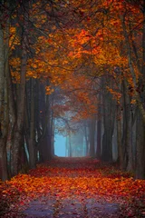 Abwaschbare Fototapete Herbst Autumn fall. Foggy morning in the maple forest. Vibrant colors