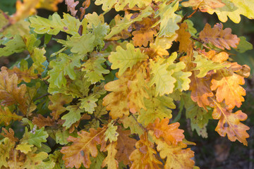 autmn oak orange leaves selective focus