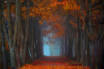 Herbst Herbst. Nebeliger Morgen im Ahornwald. Leuchtende Farben