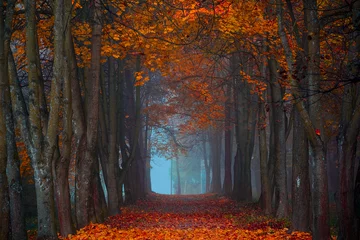 Fotobehang Herfst Herfst. Mistige ochtend in het esdoornbos. Levendige kleuren