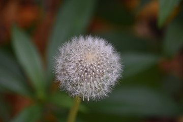 blowball