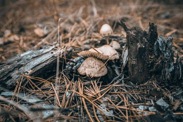 Wild mushrooms in the autumn forest close-up