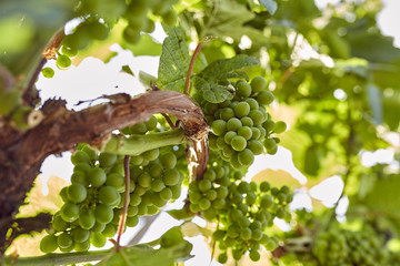 grüne Weintrauben am Weinstock blauer Himmel Weinblätter 
