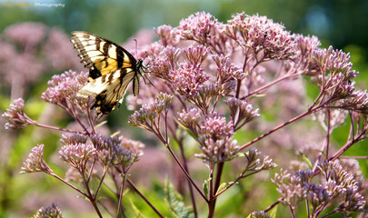 butterfly macros
