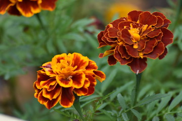 marigold