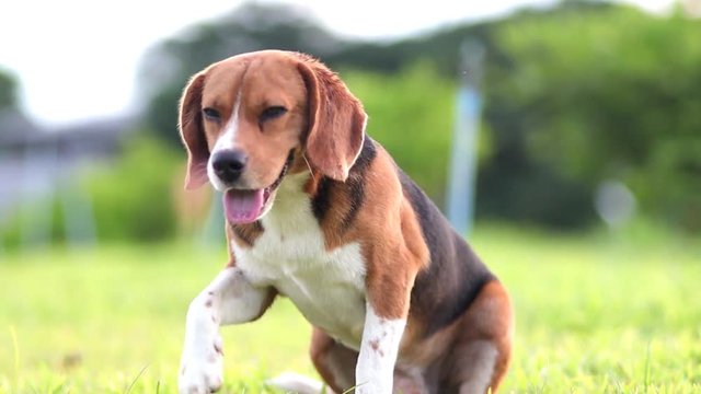 A cute beagle dog scratching in the park, puppy,dog scratch,beagle dog scratched ,beagle dog scratching after playing,dog on the green grass,beagle dog,hunter dog.