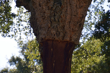 peeled quercus suber after harvest, cork oak or quercus suber in sardinia in mediterranean