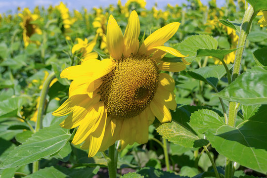 A close view of a ripe sunflower with large green leaves on a field for growing sunflowers on a summer or autumn sunny day with a blue sky and white clouds in the background