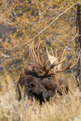 Bull Shiras Moose in the Fall Rut