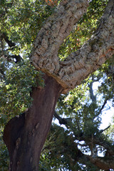 cork oak cultivation in italy, cork oak or quercus suber in sardinia in mediterranean