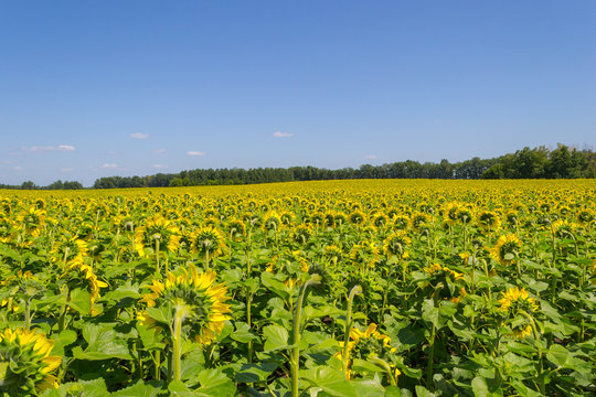 A large number of ripened sunflowers which are turned backwards with bright yellow petals and large green leaves on a field for growing agricultural plants and a blue sky on a clear autumn day