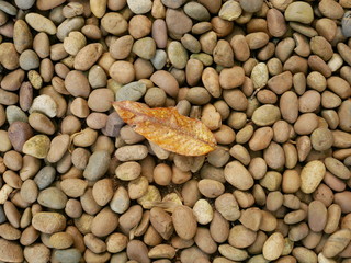 leaf on stone background